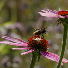 Nochmal Glück gehabt. Angriff der Krabbenspinne auf Steinhummel, 24. Juli 2022.
Hochgeladen am 07.08.2022 von Petra