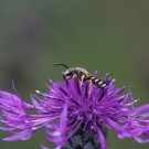 Männchen der Gelbbindigen Furchenbiene auf Skabiosen-Flockenblume, 13.09.2021
Hochgeladen am 13.09.2021 von Petra
