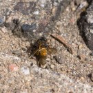 Und jetzt geht es abwärts: Wildbiene mit Beute, 7. Juli 2016
Hochgeladen am 08.07.2016 von Petra