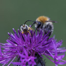 Männchen der Gelbbindigen Furchenbiene und Ackerhummel auf Skabiosen-Flockenblume, 13. September 2021.
Hochgeladen am 13.09.2021 von Petra