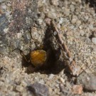 Und tschüss: Fliegenpopo schaut aus Wildbieneneingang im Fugensand, 7. Juli 2016
Hochgeladen am 08.07.2016 von Petra