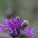 GelBbindige Furchenbiene und Ackerhummel auf Blüte der Skabiosen-Flockenblume, 13.09.2021.
Hochgeladen am 13.09.2021 von Petra