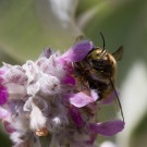 Garten-Wollbienen (Anthidium manicatum) bei der Paarung auf Wollziest I, 7. Juli 2016
Hochgeladen am 10.07.2016 von Petra