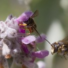 Garten-Wollbienen (Anthidium manicatum) nach der Paarung, 7. Juli 2016
Hochgeladen am 10.07.2016 von Petra