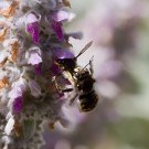 Garten-Wollbienen (Anthidium manicatum) nach der Paarung, 7. Juli 2016
Hochgeladen am 10.07.2016 von Petra