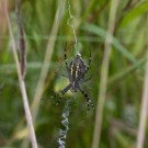 Weibliche Wespenspinne, 29. Juli 2017
Hochgeladen am 06.09.2020 von Petra