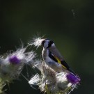 Distelfink an Kratzdistel, 18. Juli 2020
Hochgeladen am 19.07.2020 von Petra