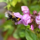 Akrobatin Gartenhummel in Kleiner Braunelle, 10. Juni 2014
Hochgeladen am 11.06.2014 von Petra