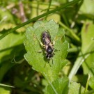 Unbekanntes Minibienchen in unbekannter Blüte, 25. Mai 2014
Hochgeladen am 25.05.2014 von Petra