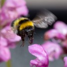 Gartenhummel in den Tiefen der Braunelle, 10. Juni 2014
Hochgeladen am 11.06.2014 von Petra