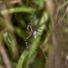Wespenspinne mit Beute, 30. Juli 2017.
Hochgeladen am 06.09.2020 von Petra