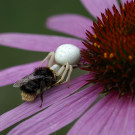 Steinhummel von Krabbenspinne erbeutet, 30. Juli 2022.
Hochgeladen am 07.08.2022 von Petra