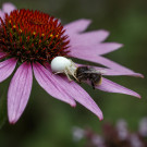 Steinhummelarbeiterin in den Fängen einer Veränderlichen Krabbenspinne, 30. Juli 2022.
Hochgeladen am 07.08.2022 von Petra