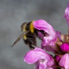 Gartenhummelarbeiterin ackert in Blüte der KLeinen Braunelle, 10. Juni 2014
Hochgeladen am 11.06.2014 von Petra