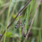 Skorpionsfliege interessiert sich für Beute im Netz einer Wespenspinne, 2. August 2017
Hochgeladen am 06.09.2020 von Petra