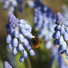 Mauerbienenmännchen an Muscari, 28. Februar 2022.
Hochgeladen am 28.02.2022 von Petra