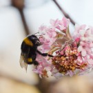 Erdhummelkönigin am blühenden Schneeball (Viburnum bodnantense), 28. Dezember 2015
Hochgeladen am 28.12.2015 von Petra