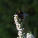 Auch an der weißen Winterheide (Erica carnea) tauchte am 28. Dezember 2015 eine Erdhummelkönigin auf.
Hochgeladen am 29.12.2015 von Petra