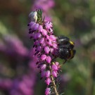 Und eine zweite Erdhummelkönigin tankte Nektar in der roten Schneeheide (Erica carnea), 28. Dezember 2015
Hochgeladen am 29.12.2015 von Petra