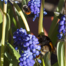 Männchen der Gehörnten Mauerbiene und Königin der Dunklen Erdhummel, 10. März 2022
Hochgeladen am 10.03.2022 von Petra