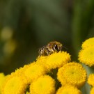 Seidenbiene? (Colletes) auf Rainfarn (Tanacetum vulgare), 17. Juli 2016
Hochgeladen am 17.07.2016 von Petra