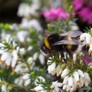 Dunkle Erdhummel an erica carnea
Hochgeladen am 21.03.2014 von Petra