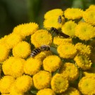 Seidenbiene? (Colletes) und?? auf Rainfarn (Tanacetum vulgare) 17. Juli 2016
Hochgeladen am 17.07.2016 von Petra