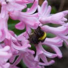 Erdhummel an einer rosafarbenen Hyazinthe
Hochgeladen am 21.03.2014 von Petra