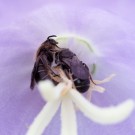 Zwei Scheren- oder Löcherbienen schlafen in Glockenblume, 12. Juni 2012
Hochgeladen am 12.06.2014 von Petra