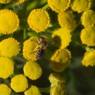 Seidenbiene? (Colletes) sammelt auf Rainfarn (Tanacetum vulgare), 17. Juli 2016
Hochgeladen am 17.07.2016 von Petra