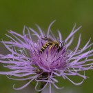 Männchen der Gelbbindigen Furchenbiene? auf Wiesenflockenblume, 26. Juli 2020.
Hochgeladen am 26.07.2020 von Petra