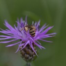 Weibchen der Gelbbindigen Furchenbiene? auf Wiesenflockenblume, 26. Juli 2020
Hochgeladen am 26.07.2020 von Petra