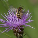 Weibchen der Gelbbindigen Furchenbiene? verlässt Wiesenflockenblume, 26. Juli 2020.
Hochgeladen am 26.07.2020 von Petra