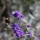 Erdhummel am Lavendel, 14. Oktober 2014
Hochgeladen am 14.10.2014 von Petra