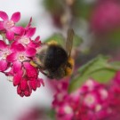 Baumhummelkönigin mit Pollen
Hochgeladen am 22.03.2014 von Petra