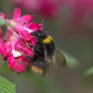 Meine allererste Wiesenhummel?
Hochgeladen am 22.03.2014 von Petra