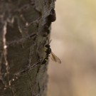 Knotenwespe? am Wildkirschenast, 26.Juli 2020.
Hochgeladen am 26.07.2020 von Petra