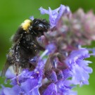 Erdhummel sucht Schutz vor Regen in Ziersalbei, 27. Mai 2014
Hochgeladen am 27.05.2014 von Petra