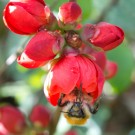 Ackerhummel an Japanischer Zierquitte
Hochgeladen am 23.03.2014 von Petra