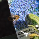 Ackerhummeldrohn untersucht Blaukissen-Schild, 14. Oktober 2014
Hochgeladen am 14.10.2014 von Petra