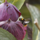 Königin der Wiesenhummel(Bombus pratorum) an Dunkler Christrose, 30. März 2022.
Hochgeladen am 30.03.2022 von Petra