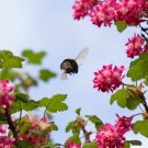 Dunkle Erdhummel? in Johannisbeere
Hochgeladen am 23.03.2014 von Petra