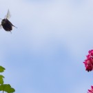 Erdhummel? im Anflug auf eine Etage tiefer in der Johannisbeere
Hochgeladen am 23.03.2014 von Petra