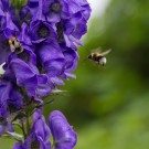 Gartenhummel fliegt Eisenhut an, links Ackerhummel, 16. Oktober 2014
Hochgeladen am 16.10.2014 von Petra