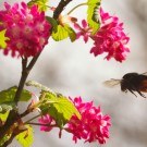 Steinhummel fliegt Zierjohannis an
Hochgeladen am 23.03.2014 von Petra