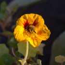 Sammelnde Ackerhummel in Kapuzinerkresse, 19. Oktober 2014
Hochgeladen am 19.10.2014 von Petra