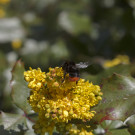 Königin der Steinhummel (Bombus lapidarius) an Mahonie, 11. April 2022.
Hochgeladen am 11.04.2022 von Petra