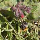 Königin der Ackerhummel (Bombus pascuorum) an Lungenkraut, 11. April 2022.
Hochgeladen am 11.04.2022 von Petra