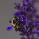 Alte Ackerhummel ruht sich im Salbei aus, 26. Oktober 2014
Hochgeladen am 26.10.2014 von Petra