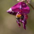 Ackerhummel in Drüsigem Springkraut, 13. August 2022.
Hochgeladen am 29.08.2022 von Petra